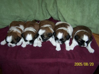 1st litter