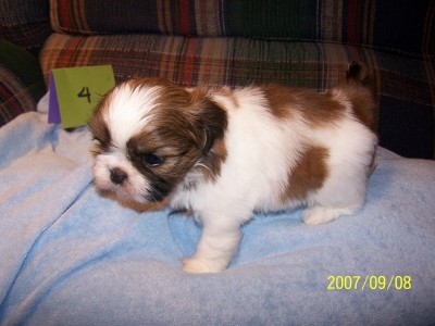 Oliver 5 weeks!