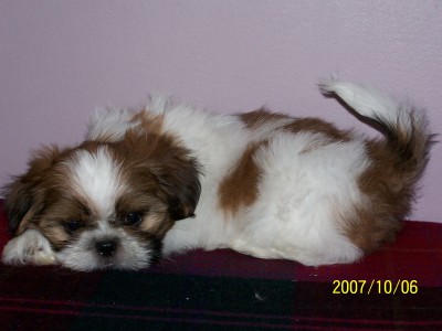 Oliver 9 weeks!