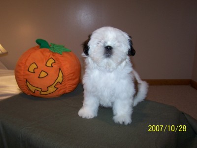 Snowball 12 weeks!