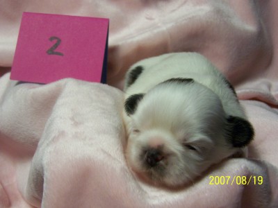 Snowball 2 weeks