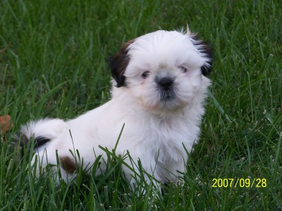 Snowball 8 weeks!