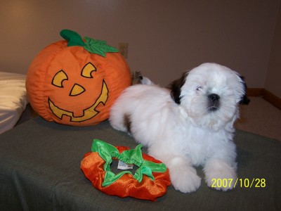 Snowball 12 weeks!