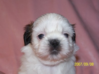 Snowball 5 weeks!