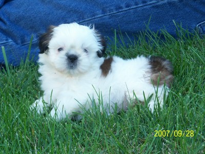 Snowball 8 weeks!