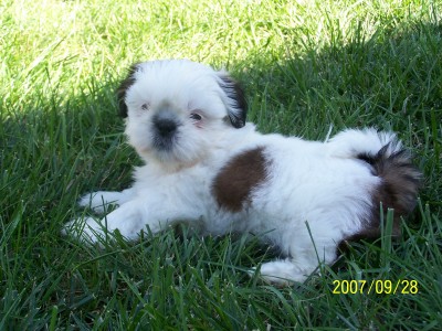 Snowball 8 weeks!