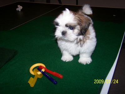 Buster 9 weeks old!