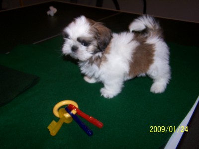 Buster 9 weeks old!