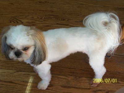 Shih+tzu+puppy+haircuts