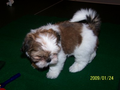 Ginger 8 weeks old!